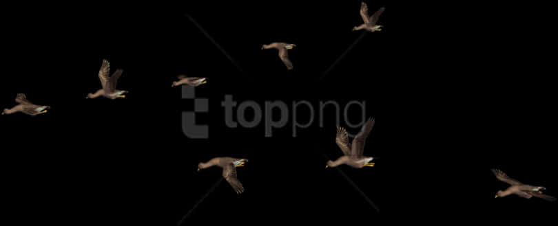 Flock_of_ Birds_in_ Night_ Sky