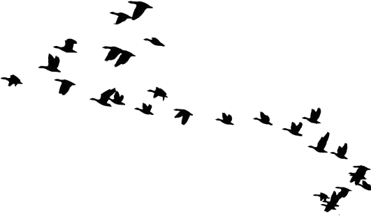 Flock_of_ Birds_ Silhouette_ Flying