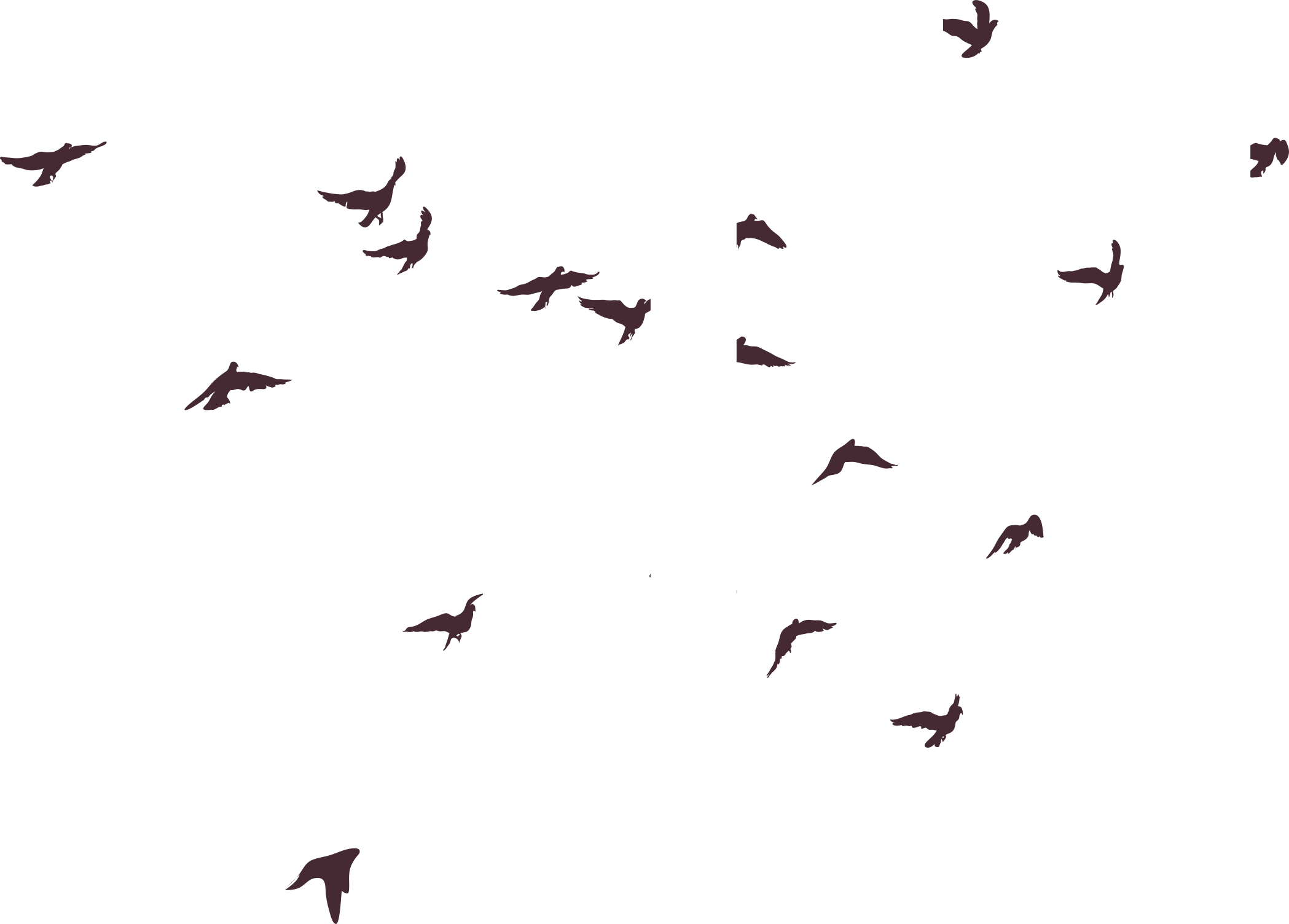 Flock_of_ Birds_ Silhouette_ Sky