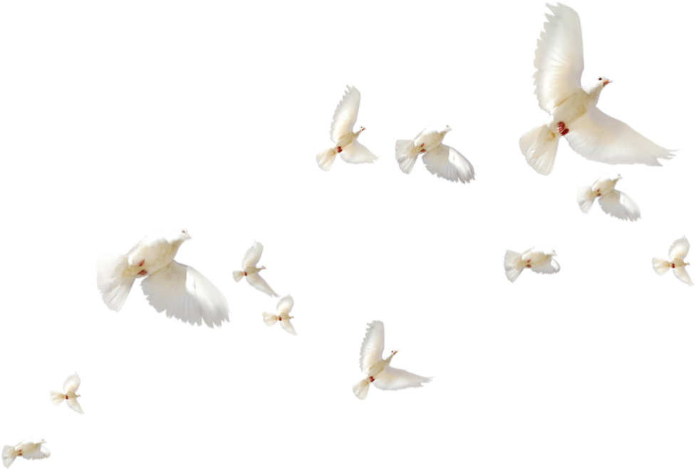 Flock_of_ White_ Doves_in_ Flight