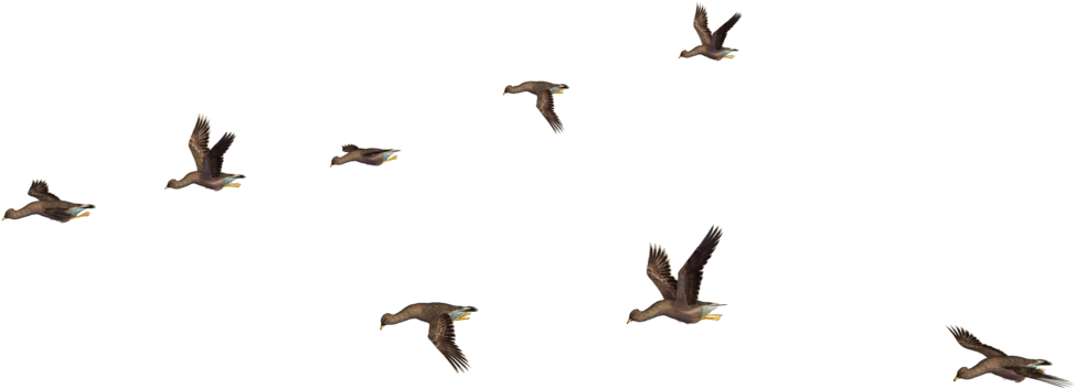 Flockof Black Birdsin Flight