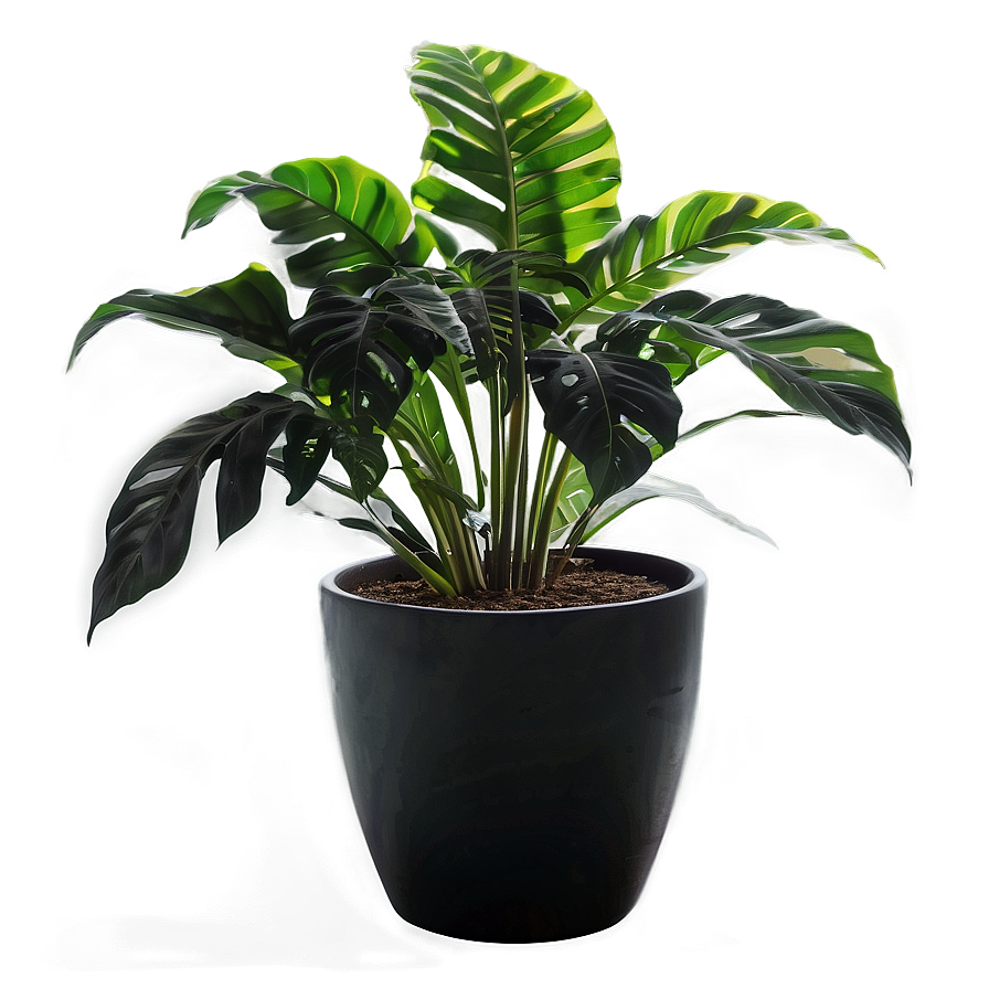 Floor Plant Silhouette Png 06282024