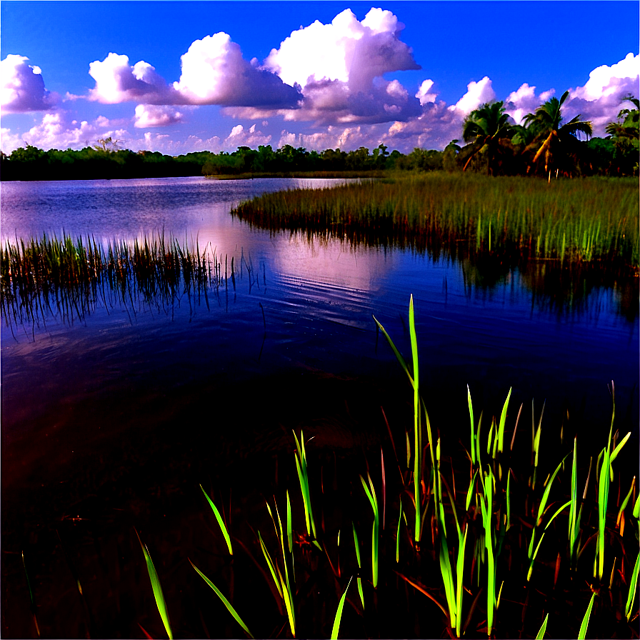 Florida Everglades Landscape Png 05242024