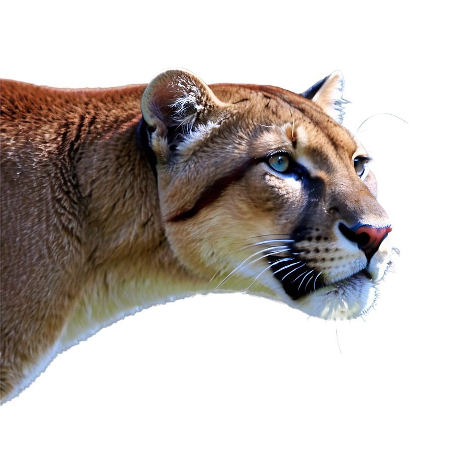 Florida State Panther Png Aop