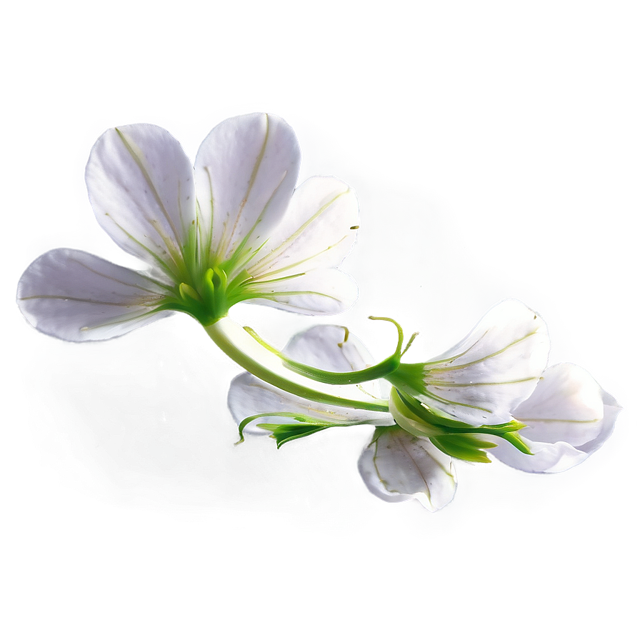 Flower Petal Transparent Png 97