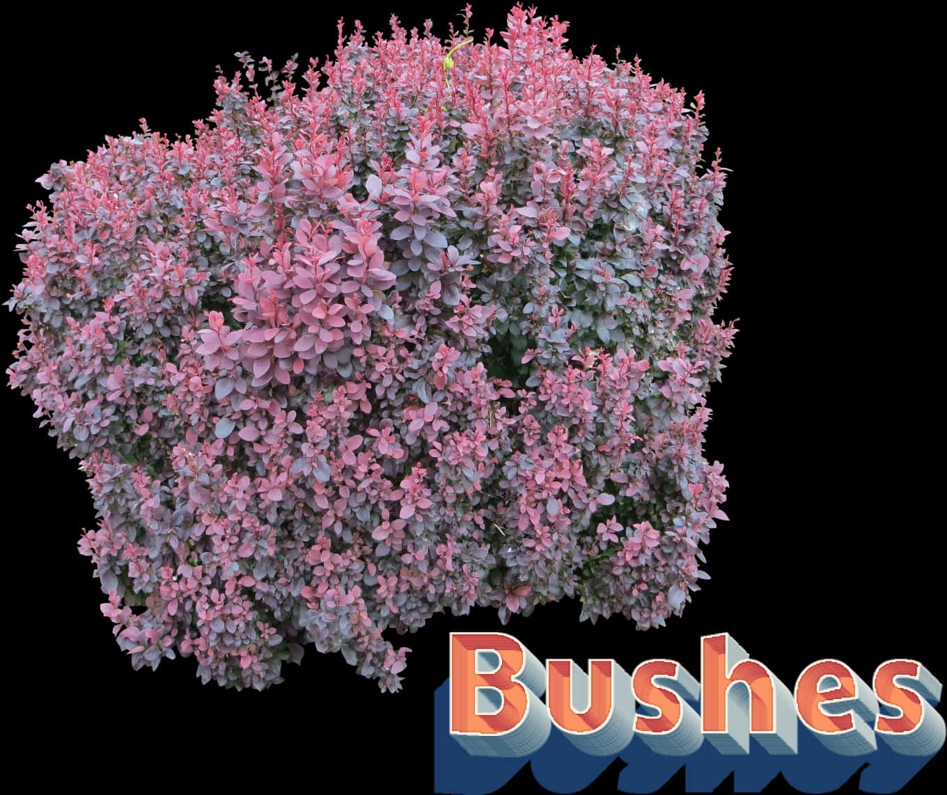 Flowering Bush Graphic