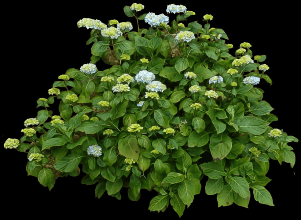 Flowering Green Bush Black Background