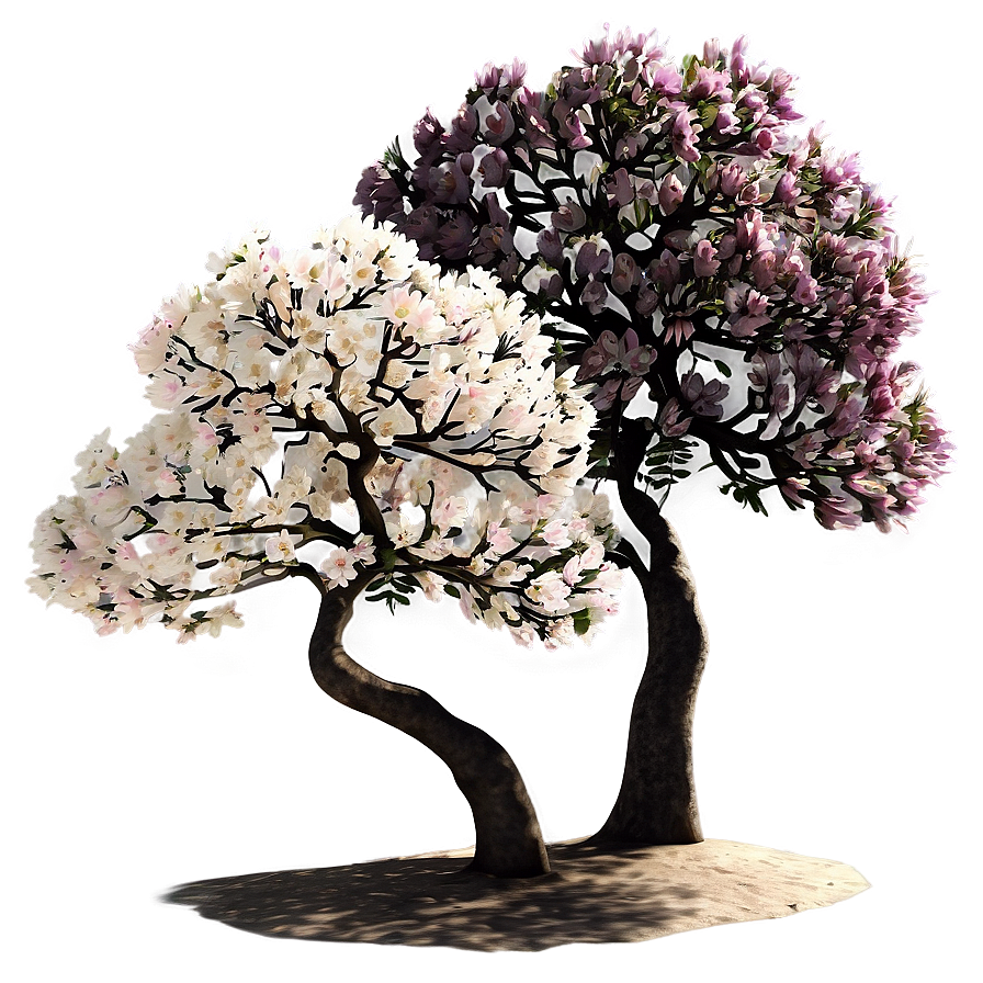 Flowering Tree Elevation Png Vvs55