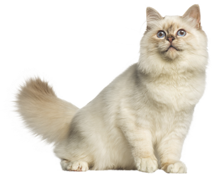 Fluffy Cream Colored Cat.png