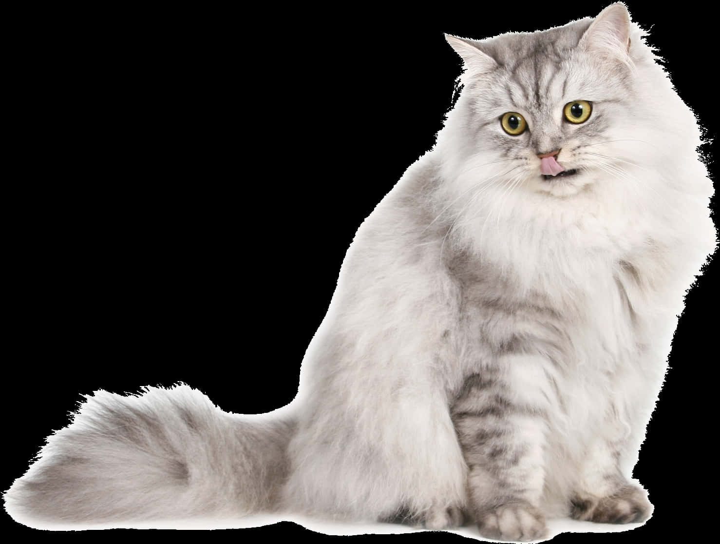 Fluffy Gray Cat Black Background.jpg