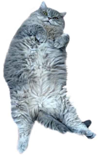 Fluffy Gray Cat Lying Back.png