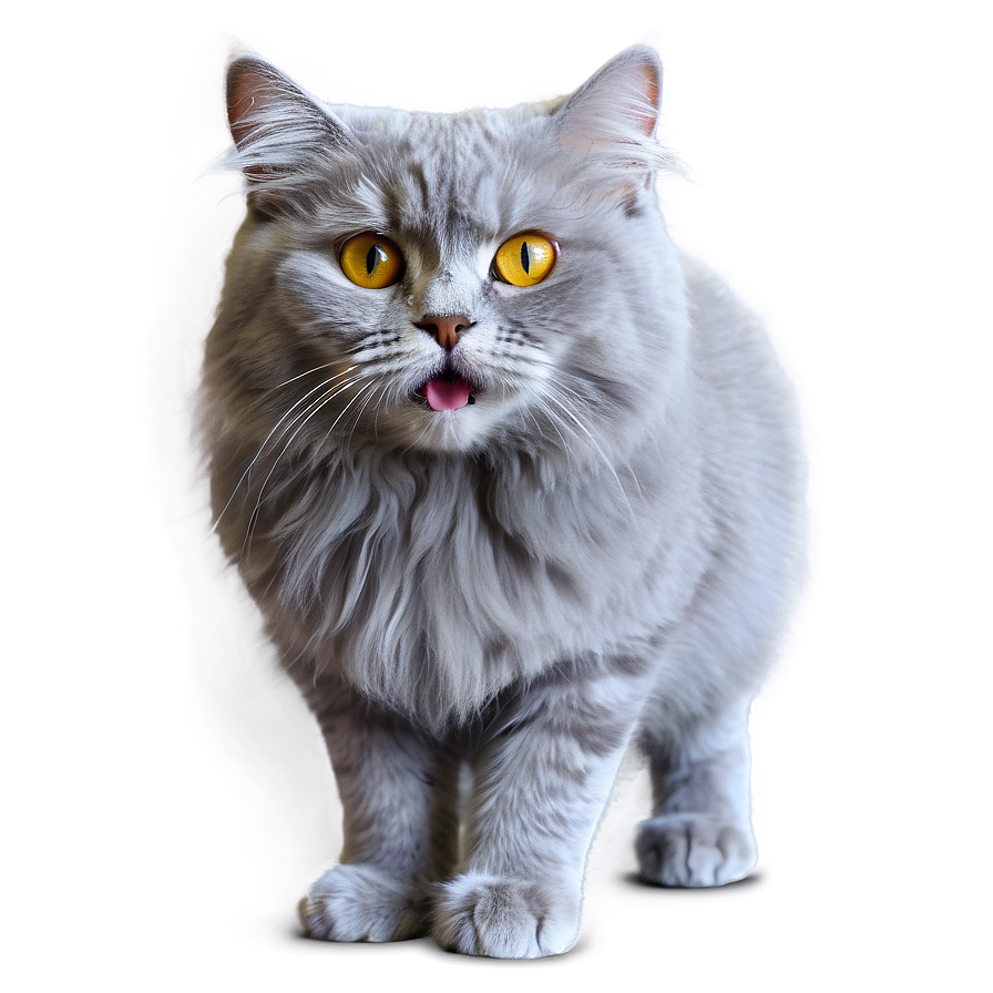 Fluffy Grey Cat Png Bxr44