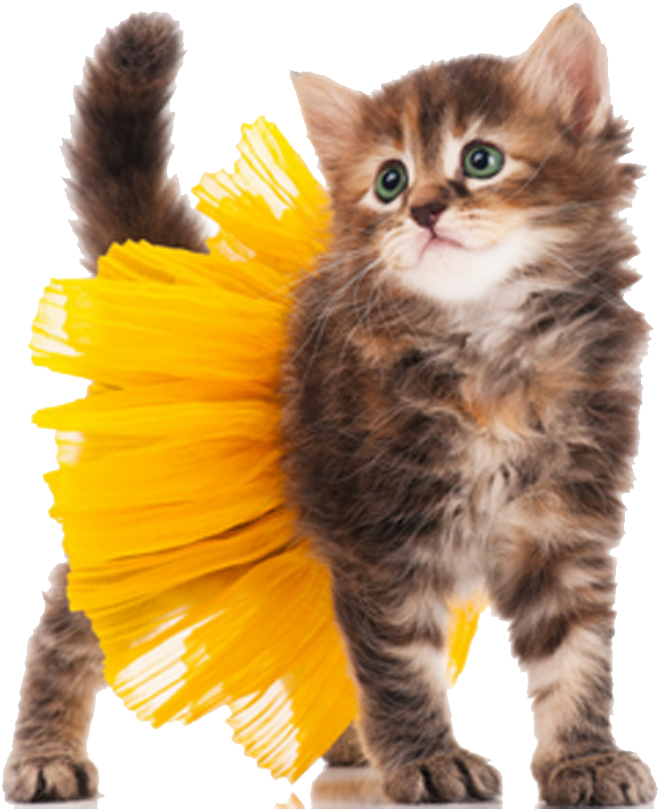 Fluffy Kitten With Yellow Brushstroke Tail