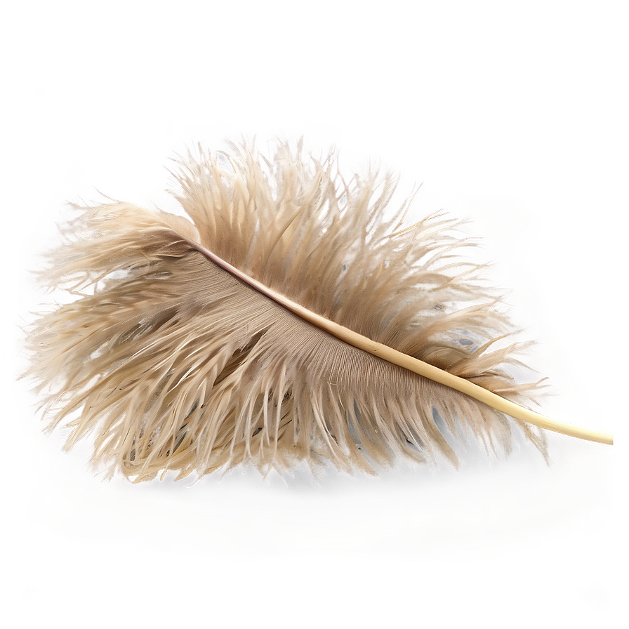 Fluffy Ostrich Feather Png Xvp99