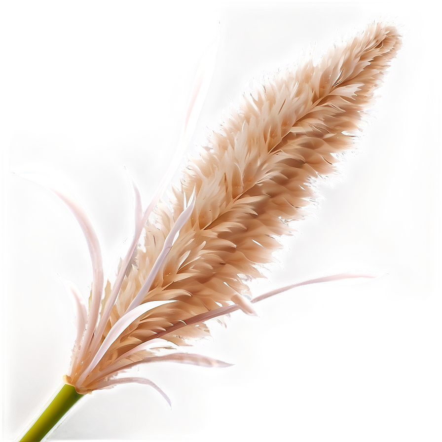 Fluffy Pampas Grass Png 72