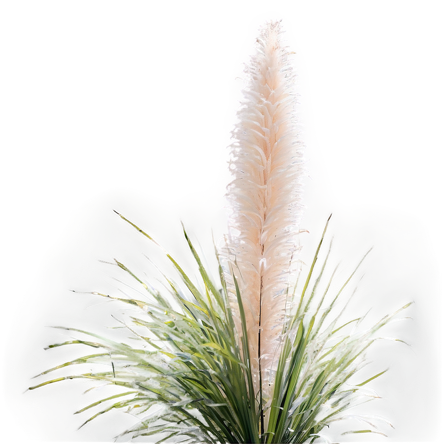 Fluffy Pampas Grass Png 99