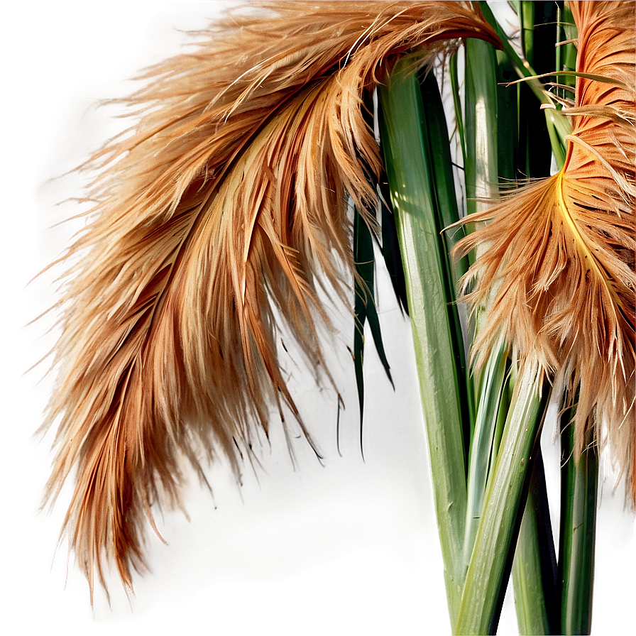 Fluffy Pampas Plumes Png Mje