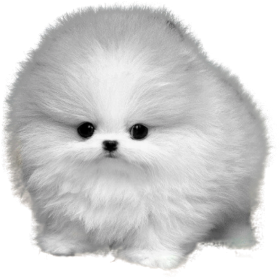 Fluffy Pomeranian Cartoon