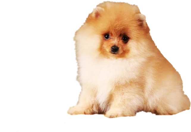 Fluffy Pomeranian Dog