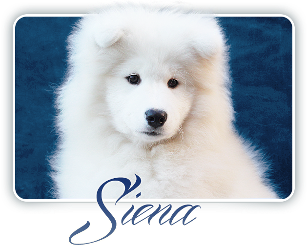 Fluffy_ Samoyed_ Puppy_ Siena