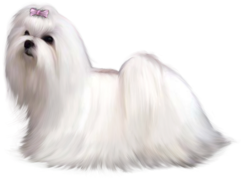 Fluffy White Dogwith Pink Bow