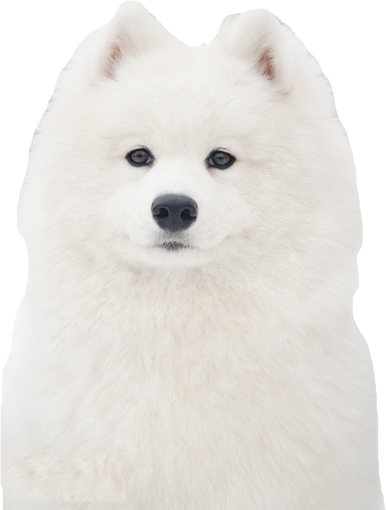 Fluffy White Samoyed Dog Portrait