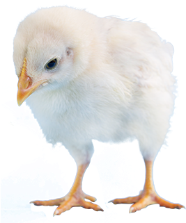 Fluffy Yellow Chick Isolated.png