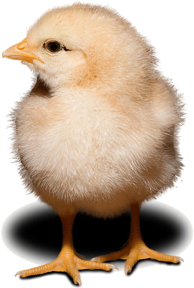 Fluffy Yellow Chick Standing