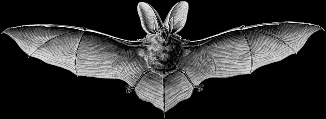 Flying Bat Black Background