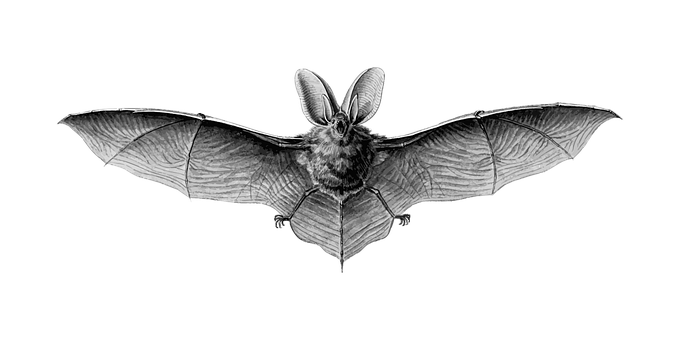 Flying Bat Black Background