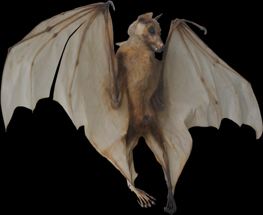 Flying Bat Transparent Background