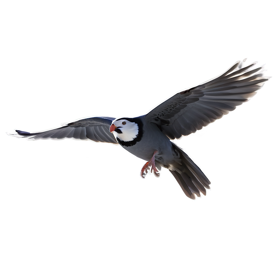 Flying Bird Transparent Png Rxb