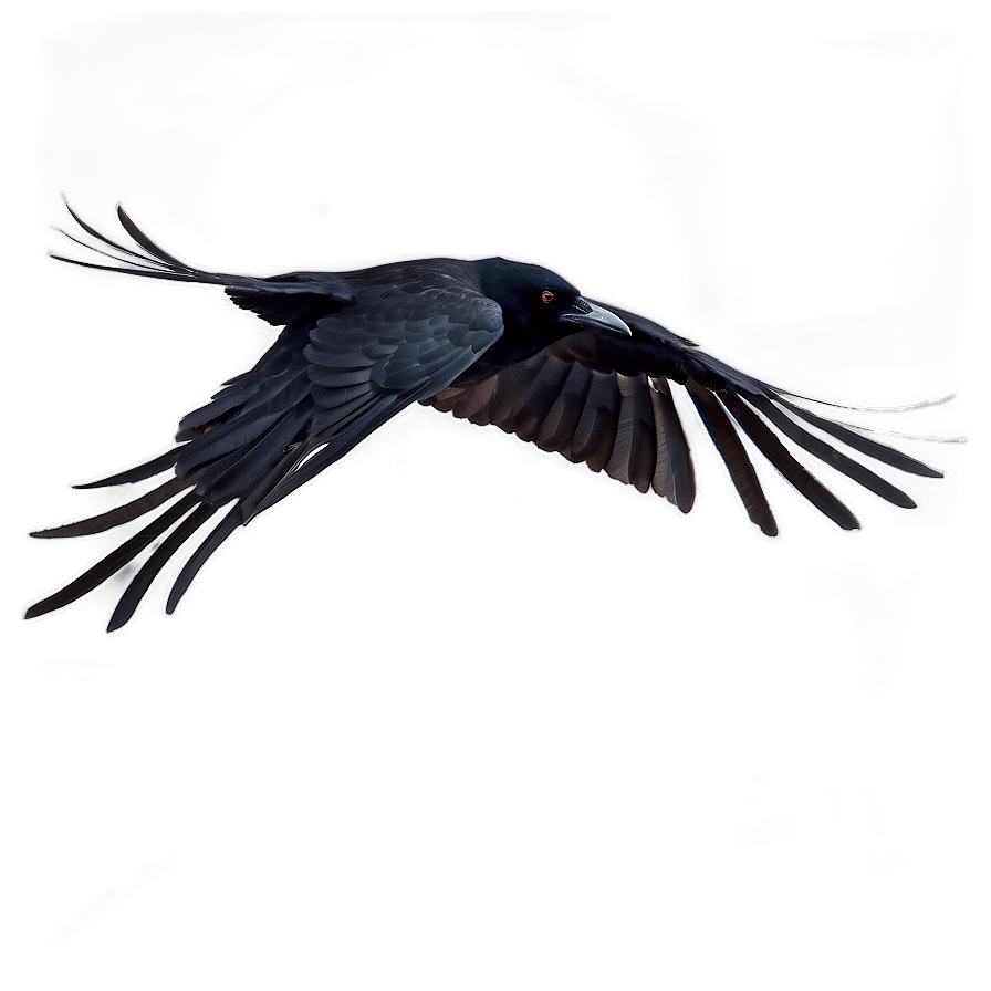 Flying Crow Png 3