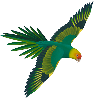 Flying Green Parrot Illustration.png