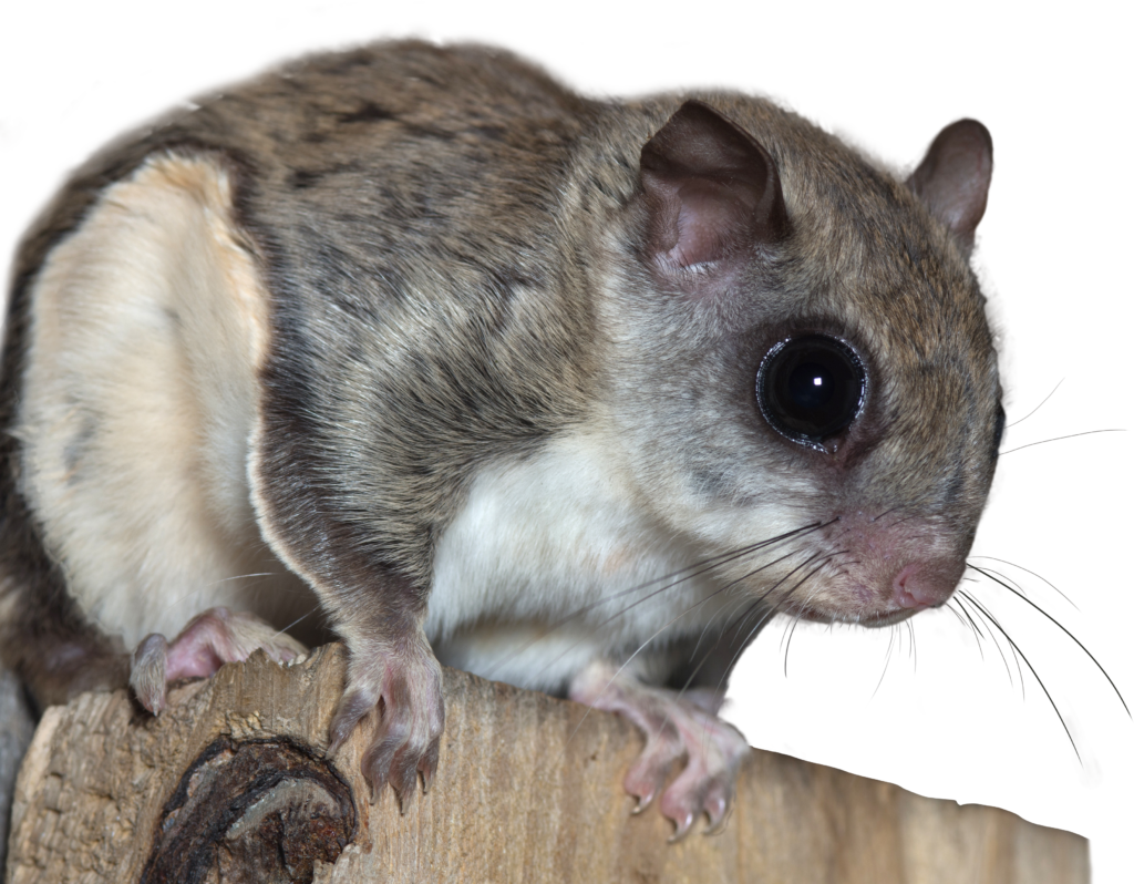 Flying Squirrel Closeup.png