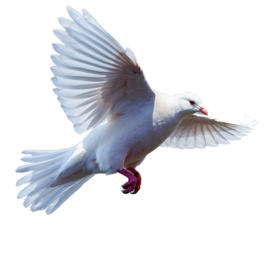 Flying White Dove Png 05042024