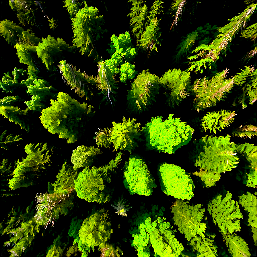 Forest Canopy Aerial Png 88