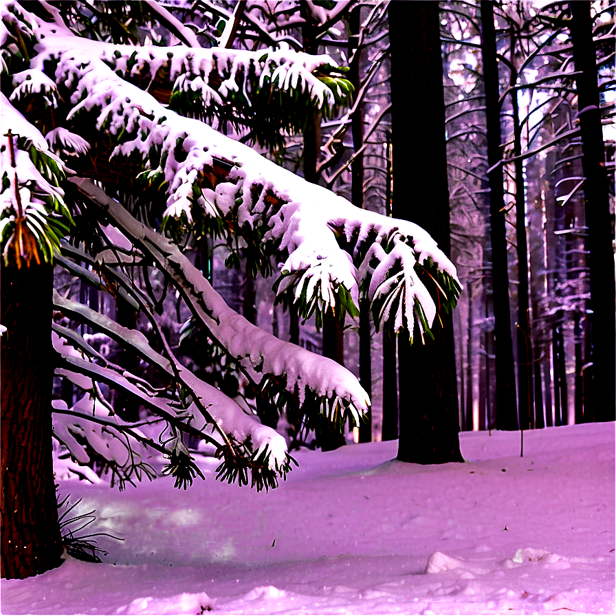 Forest Fresh Snowfall Png Oqe