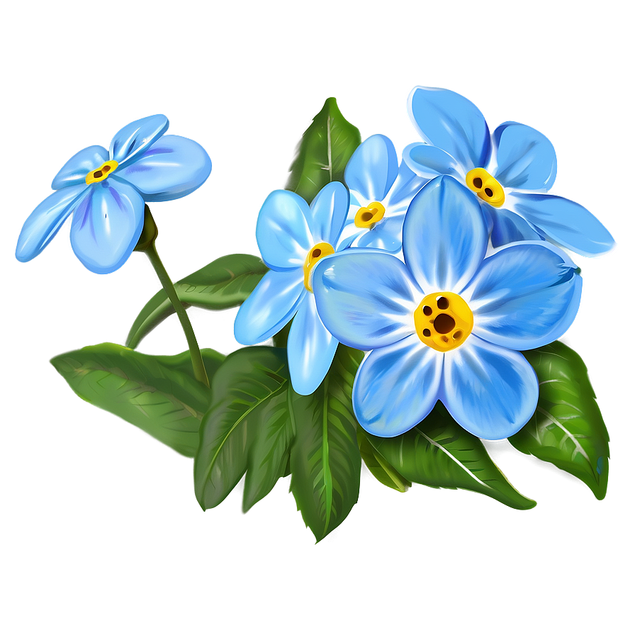 Forget-me-not Flower Drawing Png 05252024