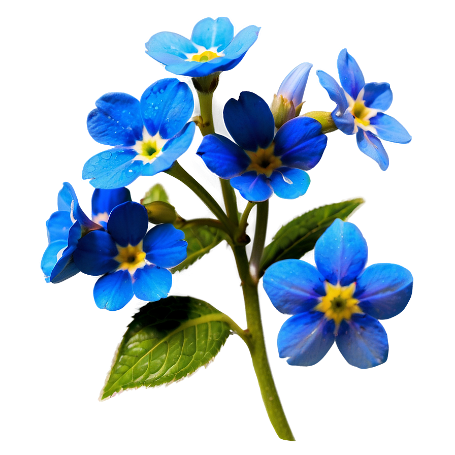 Forget-me-not Flower Drawing Png Pue14