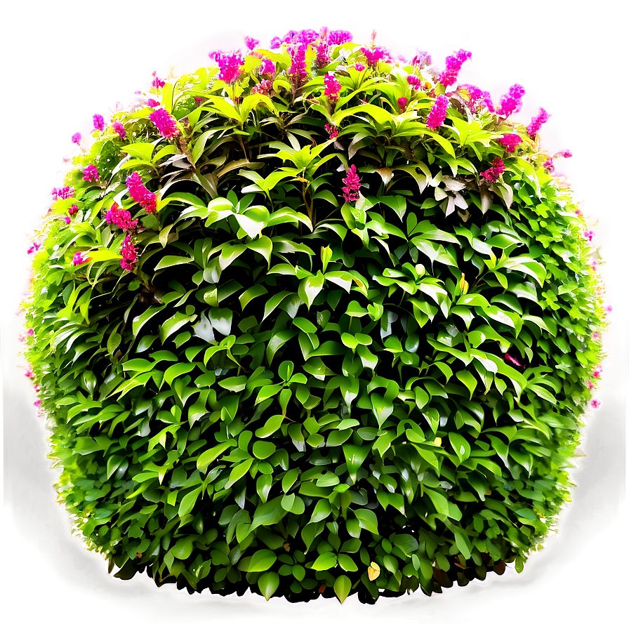 Formal Garden Shrubs Png 49