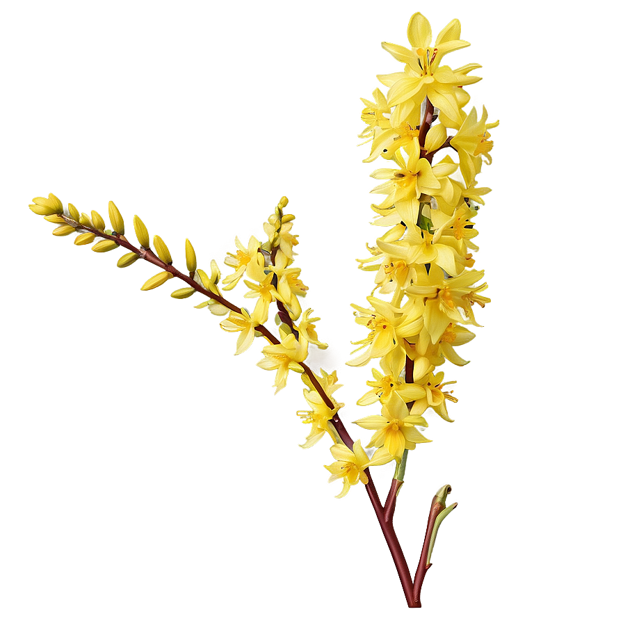 Forsythia Flower Bush Png 37