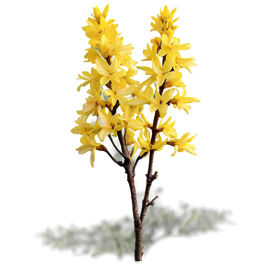 Forsythia Flower Bush Png Fwf19