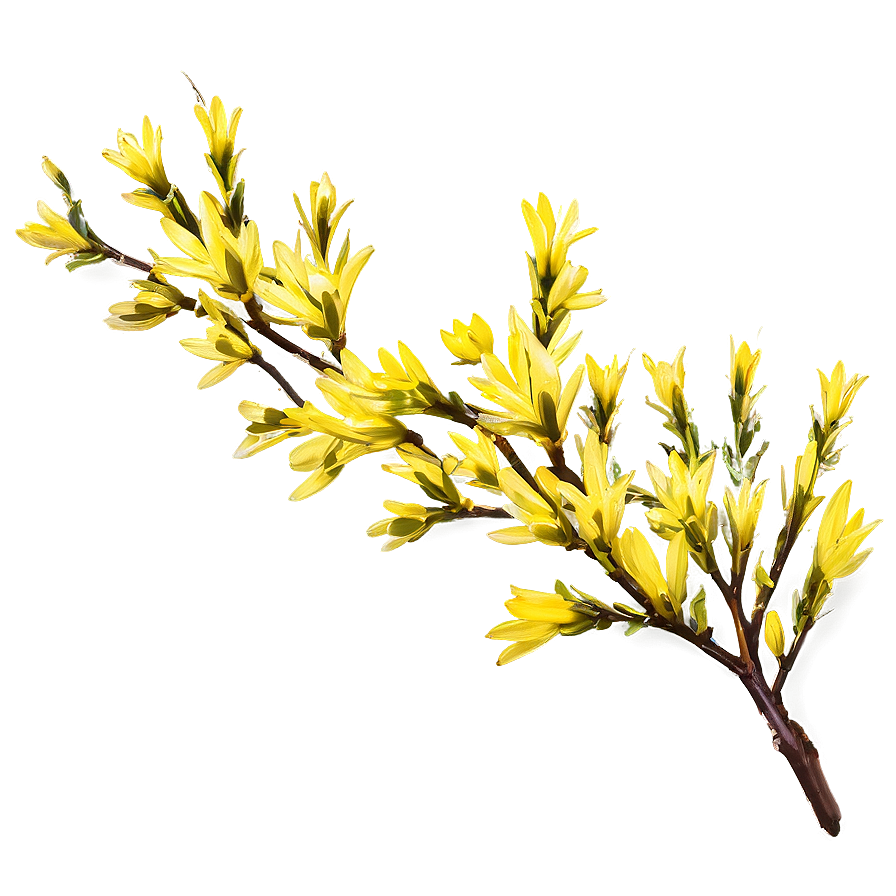 Forsythia Flower Bush Png Lgn65