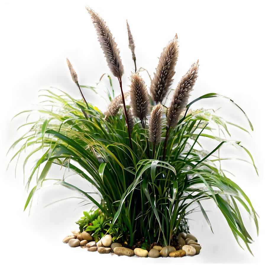 Fountain Grass Png 6