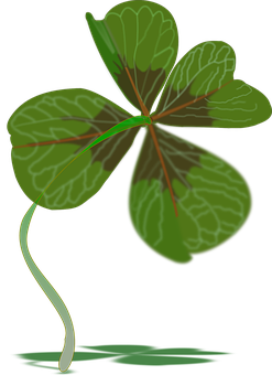 Four Leaf Clover Illustration