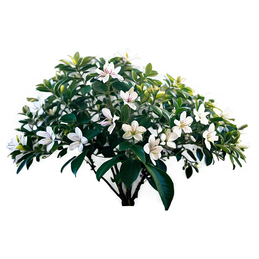 Fragrant Flower Bush Png Ilw49