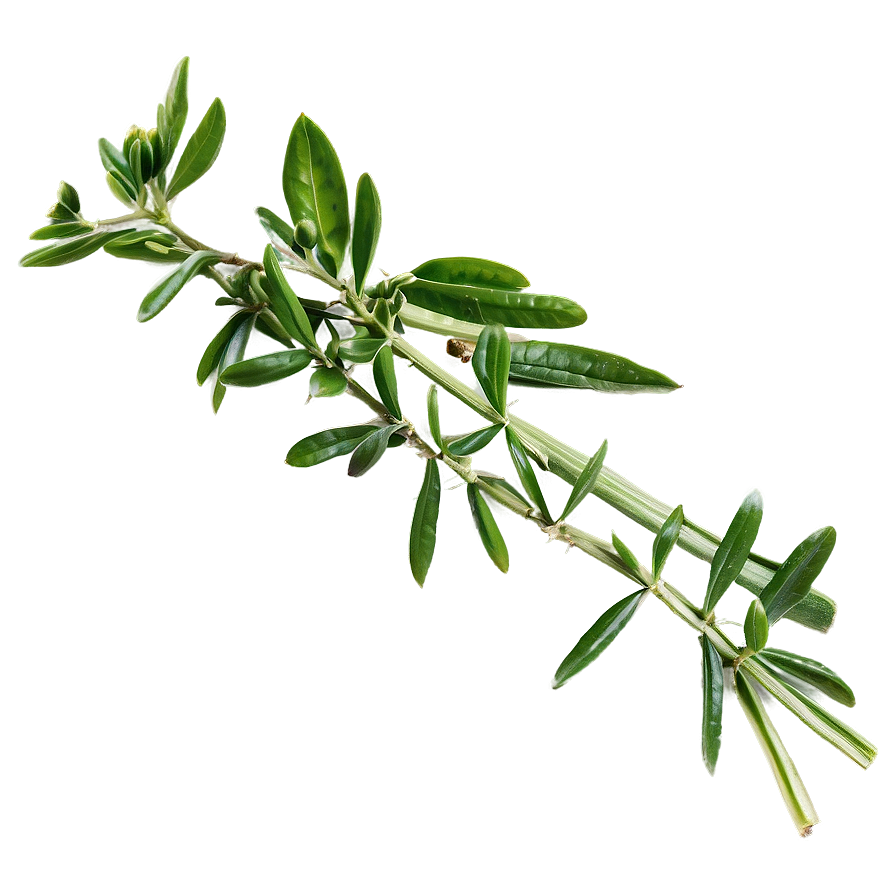 Fragrant Herb Png Mfs60