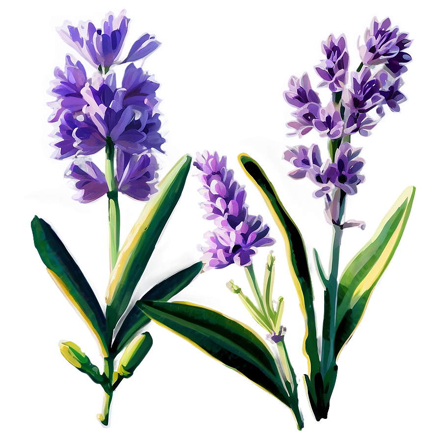 Fragrant Lavender Png Ntx58