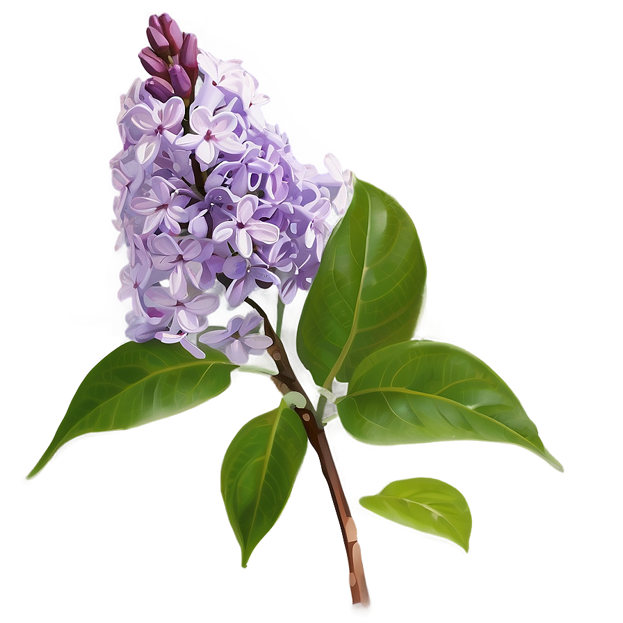 Fragrant Lilac Png 06122024